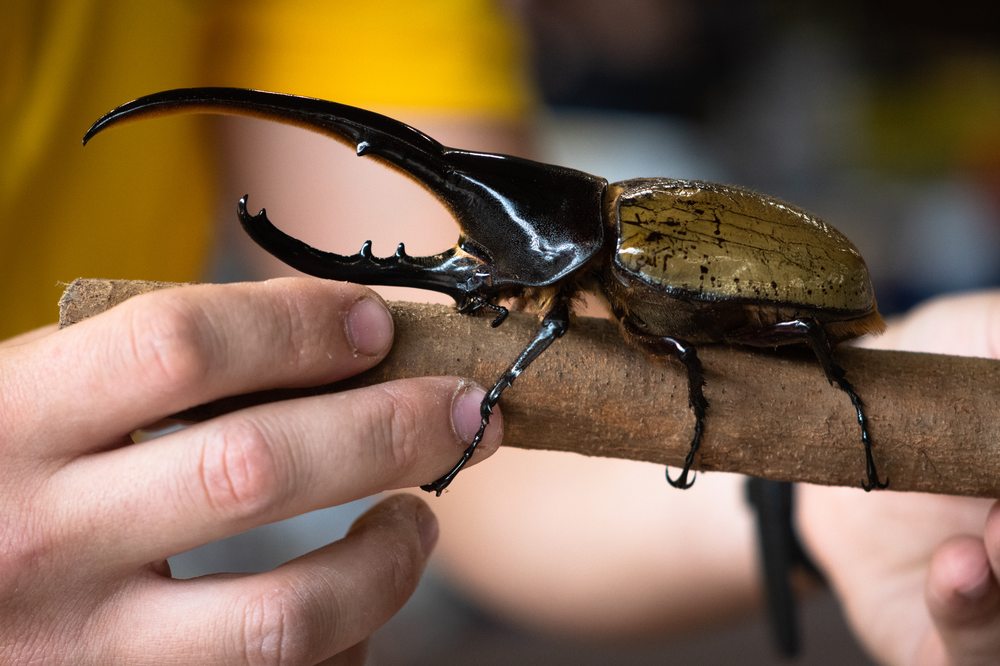 Scarabeo ercole