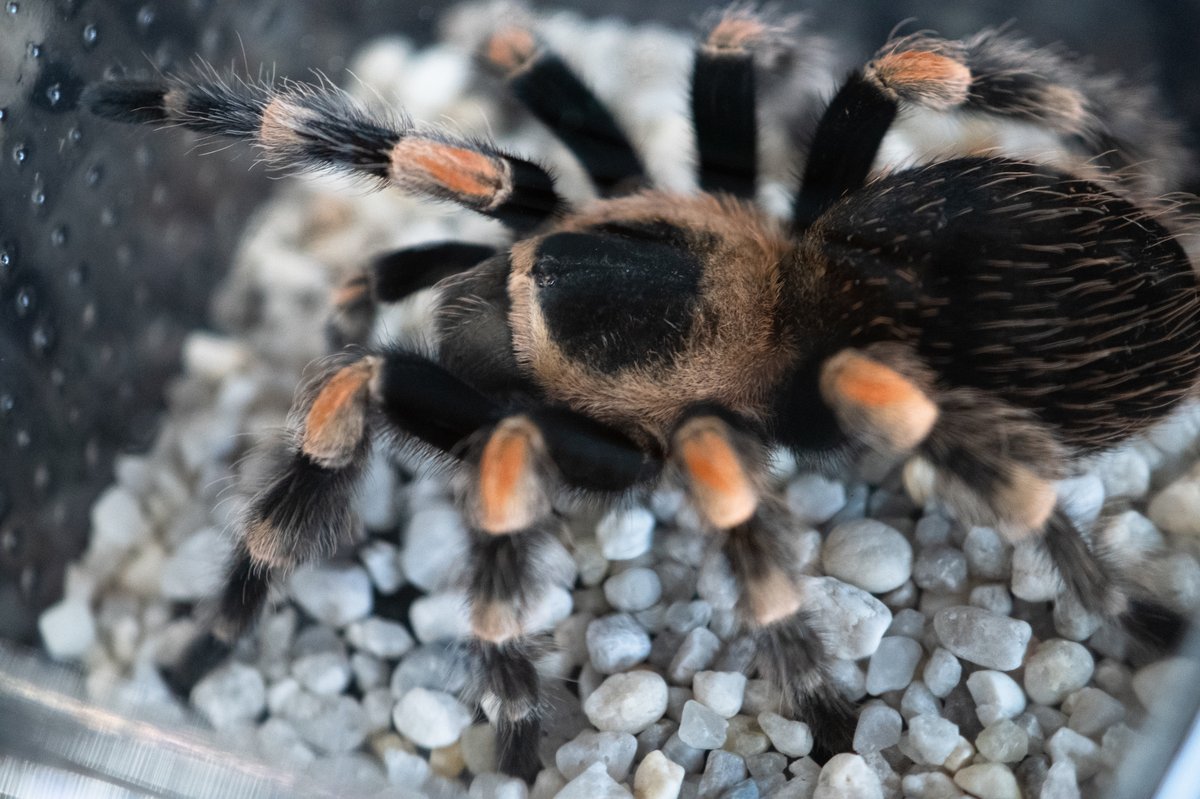 Tarantola