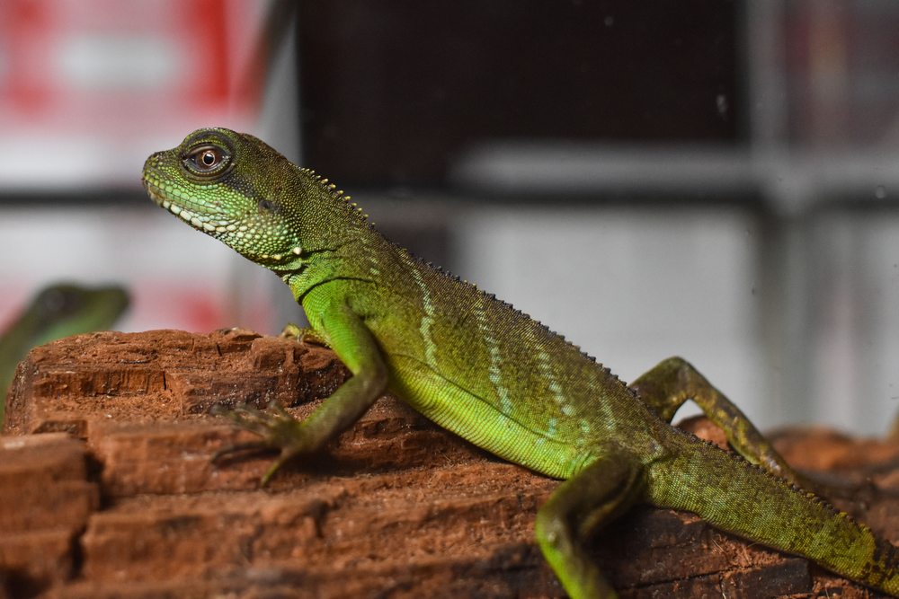 Drago acquatico verde