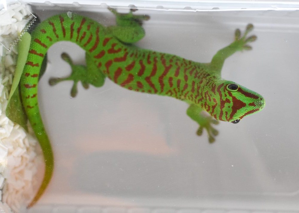 Geco del Madagascar
