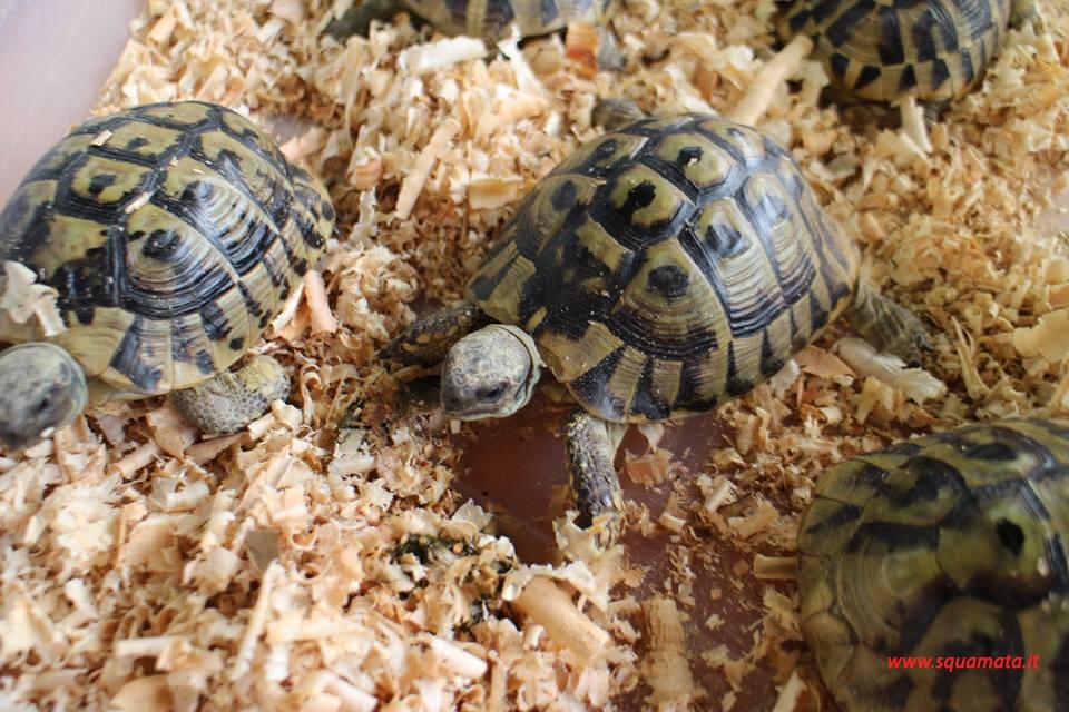 SQUAMATA Expo — Archivfoto aus vergangenen Ausgaben