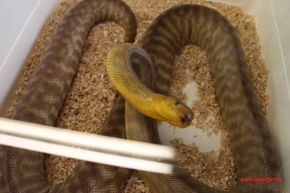 SQUAMATA Expo — Archivfoto aus vergangenen Ausgaben